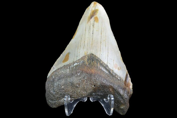 Bargain, Fossil Megalodon Tooth - North Carolina #101252